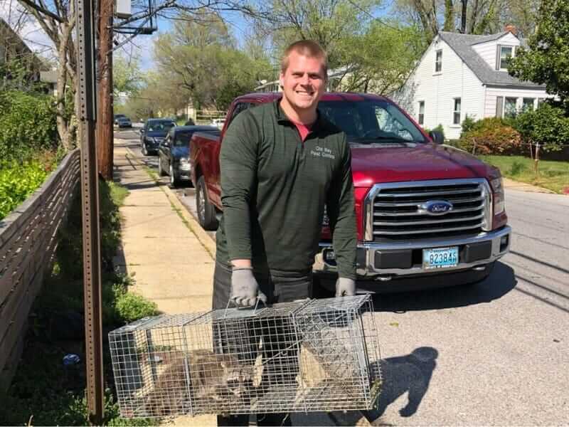 Wildlife & Animal Removal in Annapolis, MD