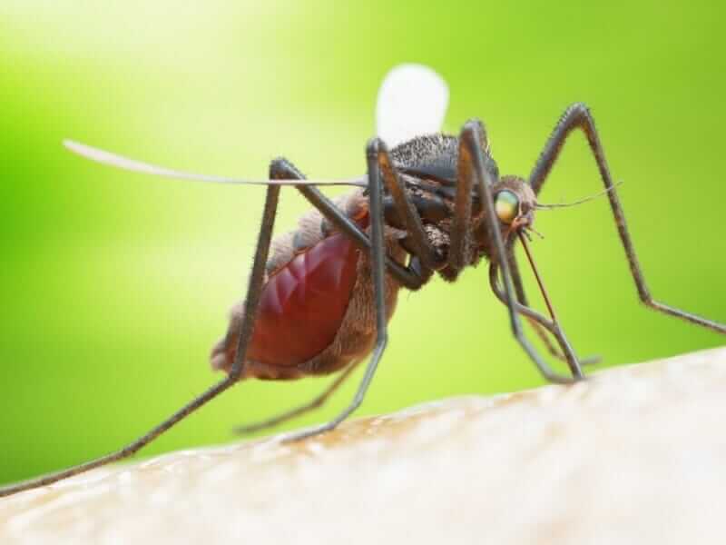 Mosquito Control in Annapolis