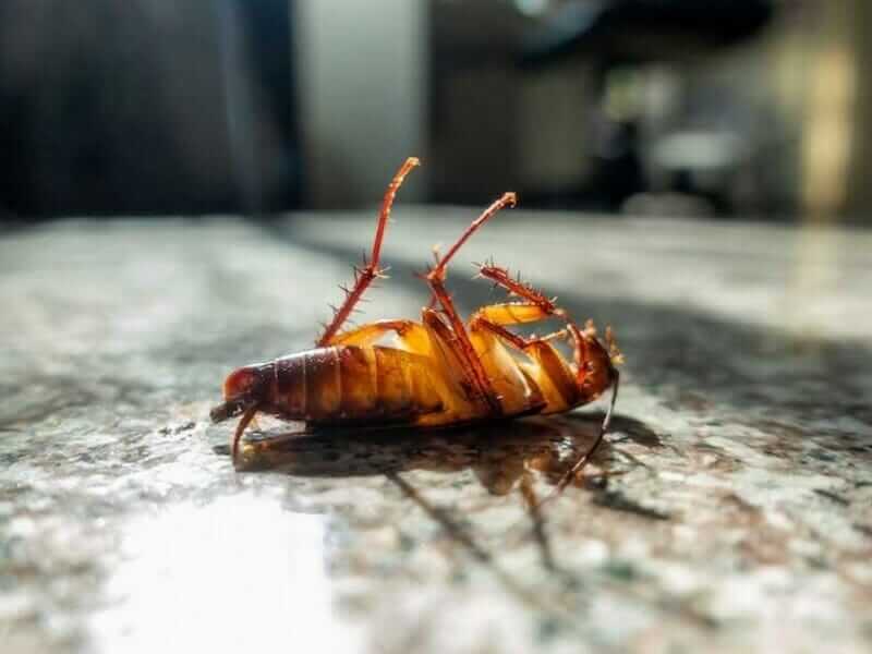 roach pest control services