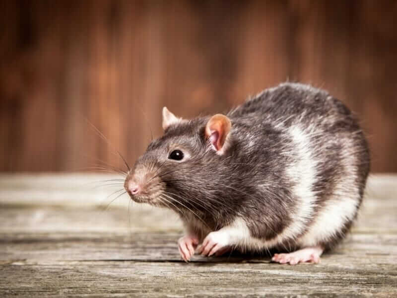 Rodent Pest Control in Annapolis MD