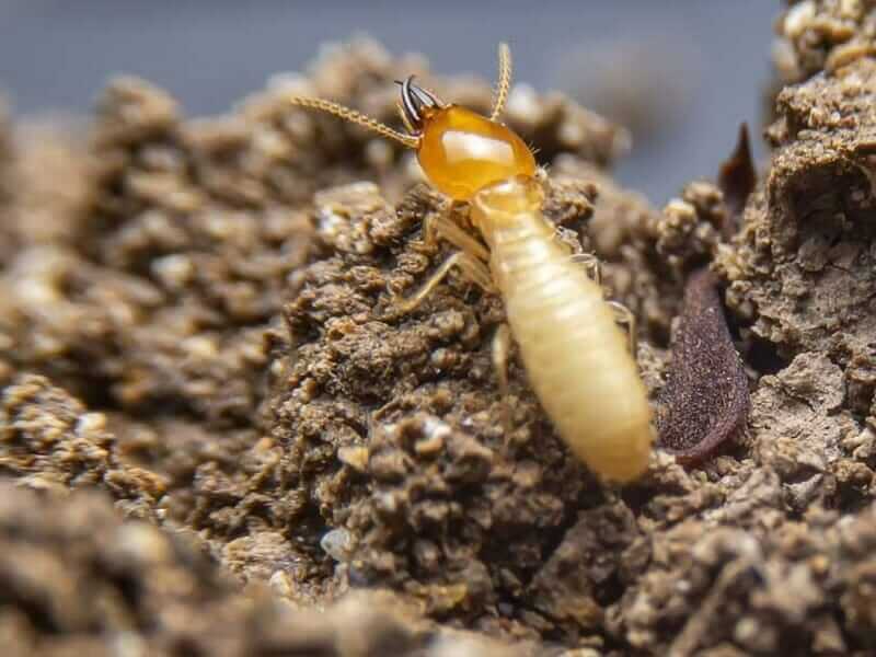 Local Termite Control Services