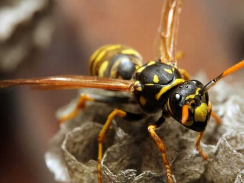Wasp Removal in Annapolis, MD