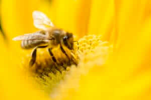 Macro shot of bee on a yellow flower. Shallow dof.