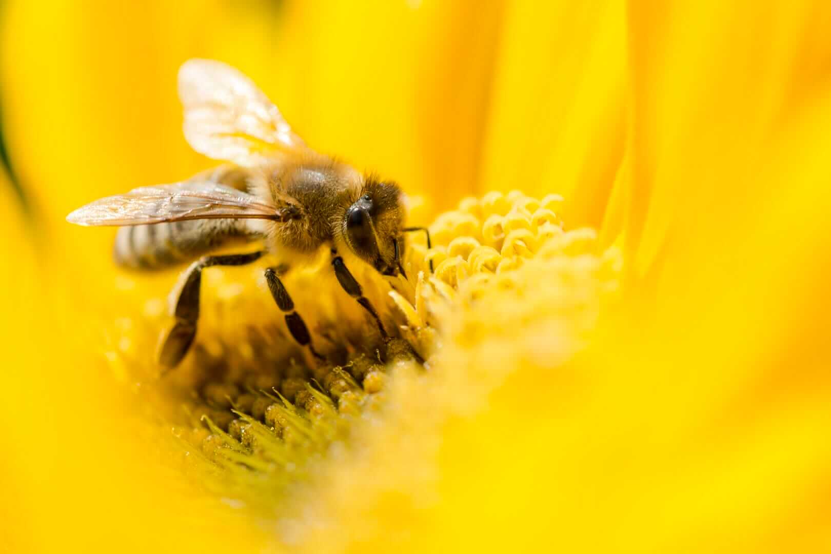 Macro shot of bee on a yellow flower. Shallow dof.