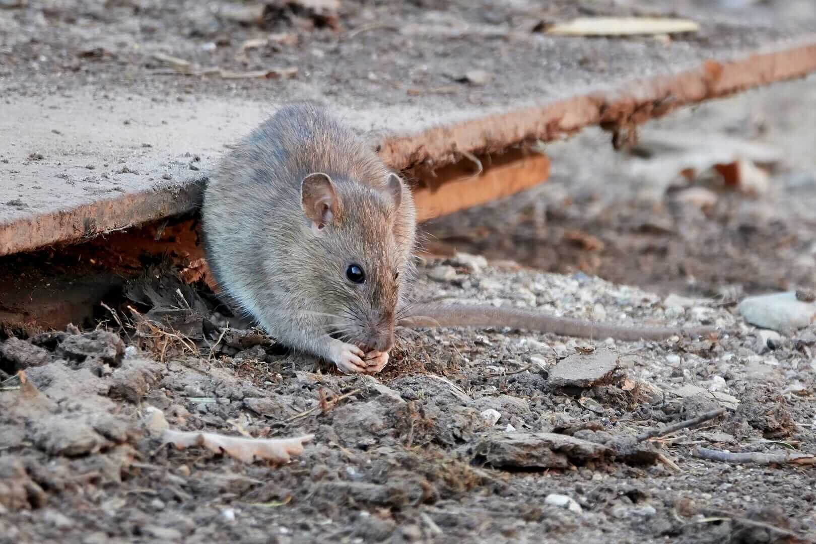 Brown rat in the capital of Denmark, Copenhagen