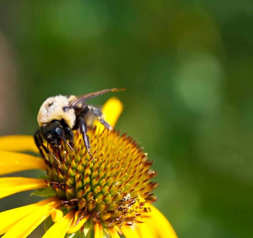 Do Carpenter Bees Attack and Sting Humans? Old Bay Pest Control