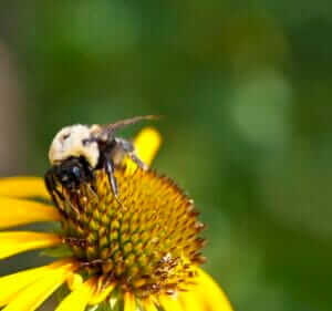 A macro shot of a Bumblebee on top of a yellow coneflower (Echinacea paradoxa).