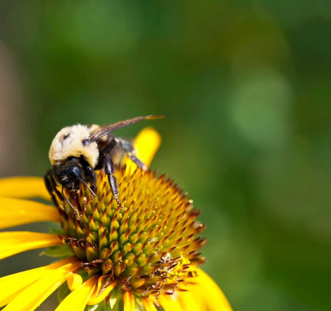A macro shot of a Bumblebee on top of a yellow coneflower (Echinacea paradoxa).