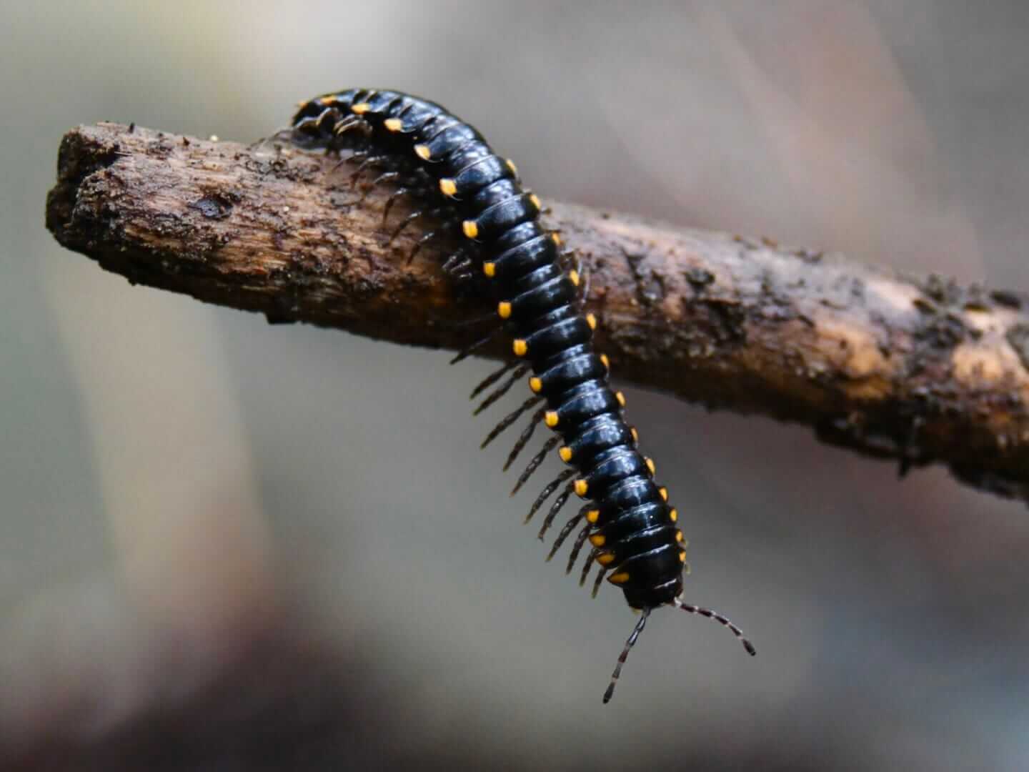 Millipede on a stick