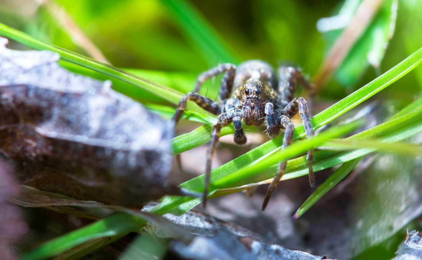 A wolf spider (Pardosa amentata) crawls through the grass on a sunny day at Wem Moss, Shropshire, England.