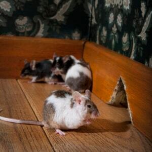 Group of mice in a vintage room corner, expert pest solutions by Old Bay Pest Control in Annapolis, MD, US.
