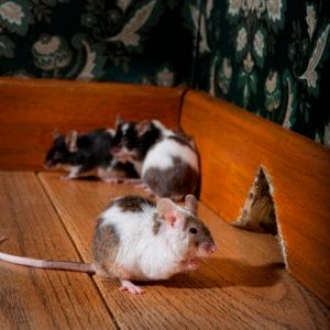 grouf of mice walking in a luxury old-fashioned room, We can see her hole in the background