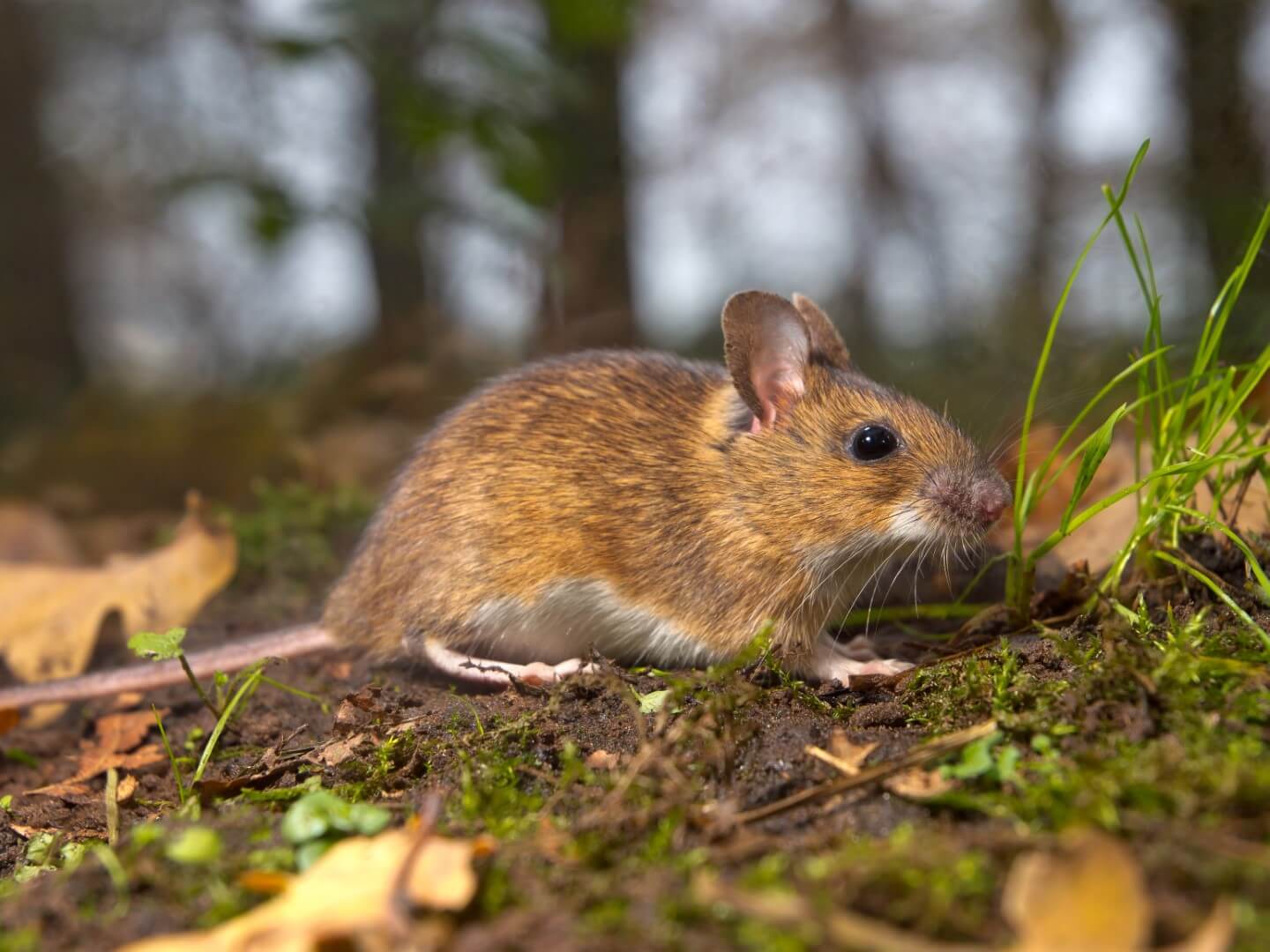 yellow necked mouse on the forest floor