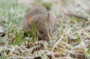wild striped field mouse foraging on grass