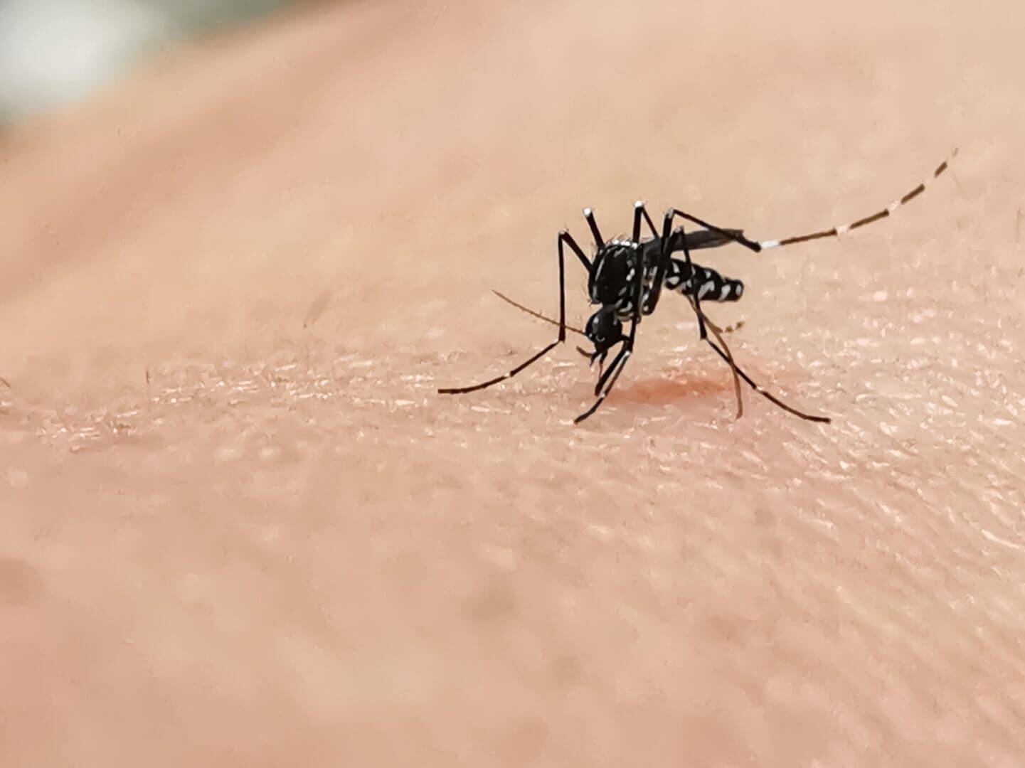 Mosquito in Annapolis