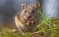 Mouse on grass, pest control solutions at Old Bay Pest Control in Annapolis, MD.