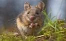 Mouse in the House?