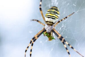 Yellow-black crab spider on web, expertly handled by Old Bay Pest Control in Annapolis, MD, US.