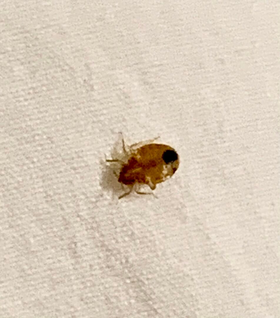 Bed bug on white sheet, expertly handled by Old Bay Pest Control in Annapolis, MD, US.