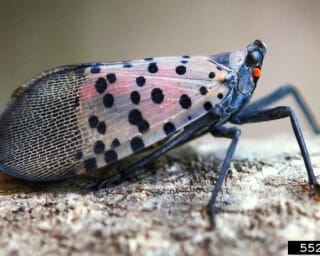 Lanternfly in Maryland