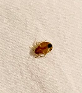Bed bugs in Maryland