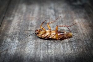 Dead cockroach on wooden floor, effective pest control by Old Bay Pest Control in Annapolis, MD, US.