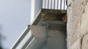 a baby american red squirrel hiding