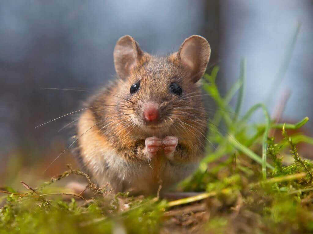 Mouse in natural habitat, pest control services by Old Bay Pest Control in Annapolis, MD.