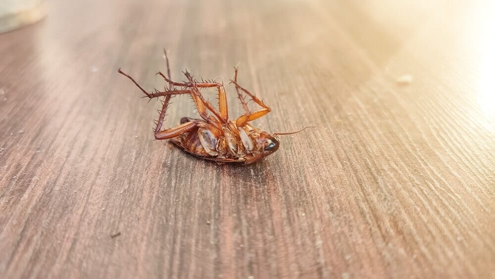 Dead cockroach on wooden floor, showcasing pest control effectiveness by Old Bay Pest Control in Annapolis, MD, US.