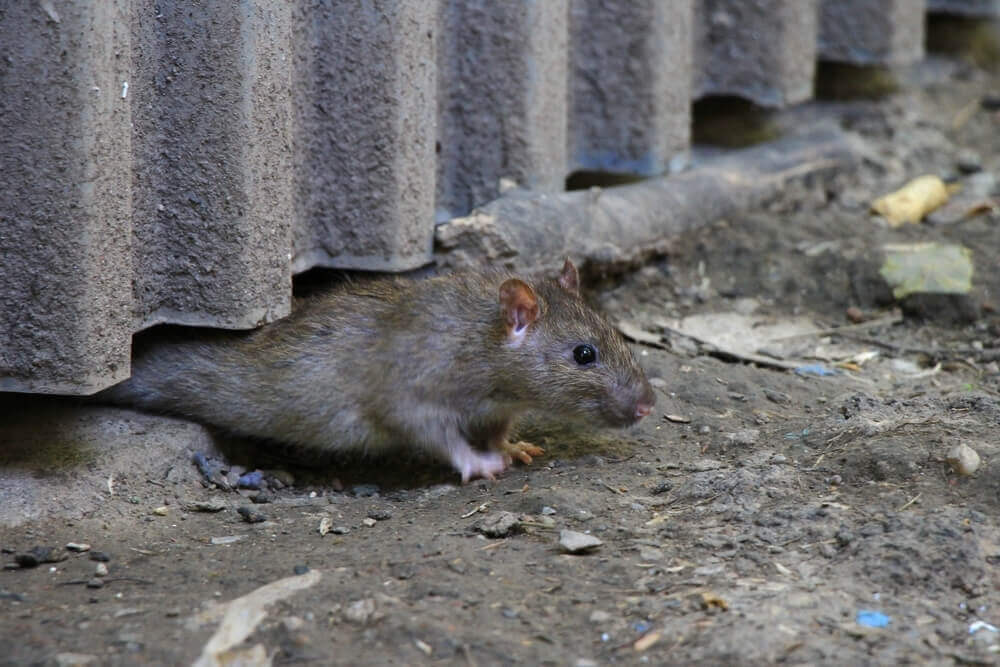Rat emerging from under a structure, pest control expertise by Old Bay Pest Control in Annapolis, MD, US.