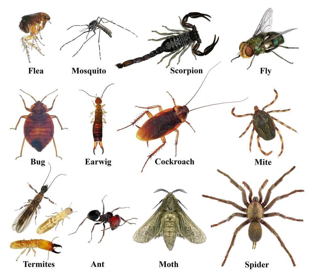 Various pests including fleas, mosquitoes, and cockroaches, expertly managed by Old Bay Pest Control in Annapolis, MD, US.