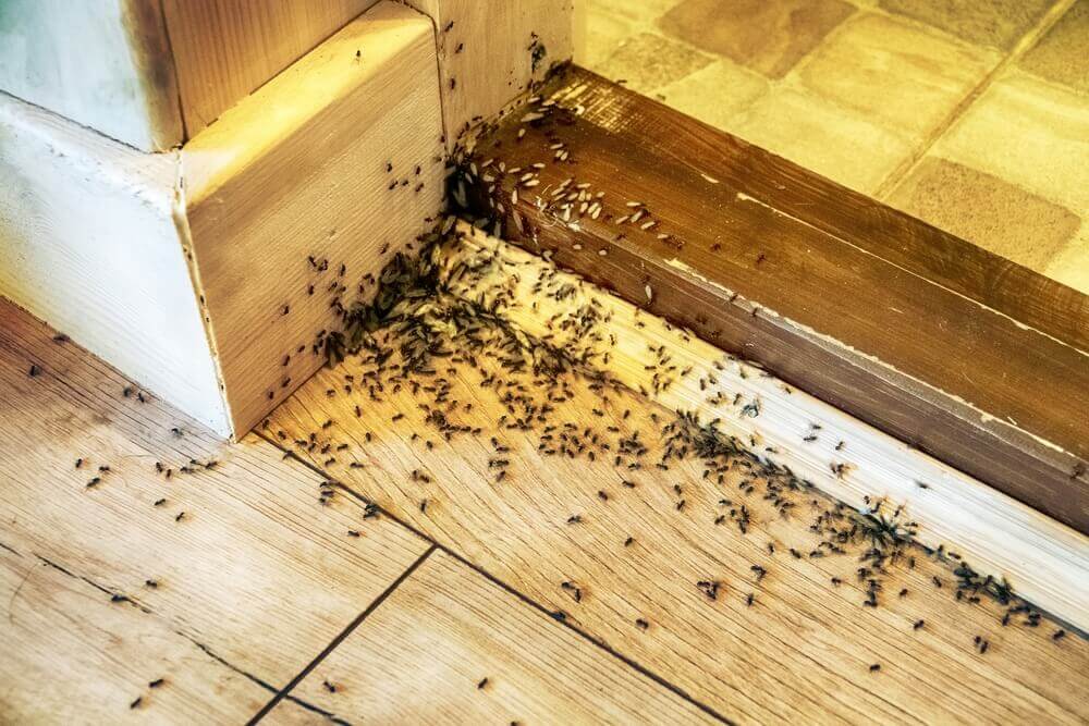 Ant infestation in a wooden corner, expertly managed by Old Bay Pest Control, available in Annapolis, MD, US.