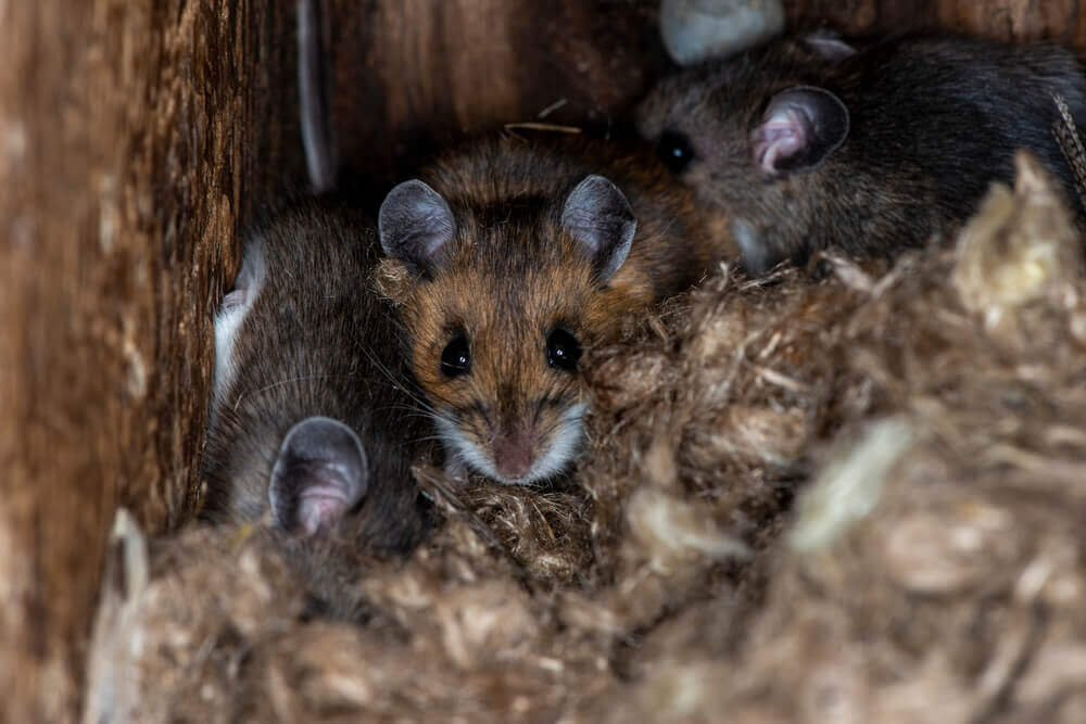 Rodent infestation control by Old Bay Pest Control in Annapolis, MD, US, featuring mice in nesting area.