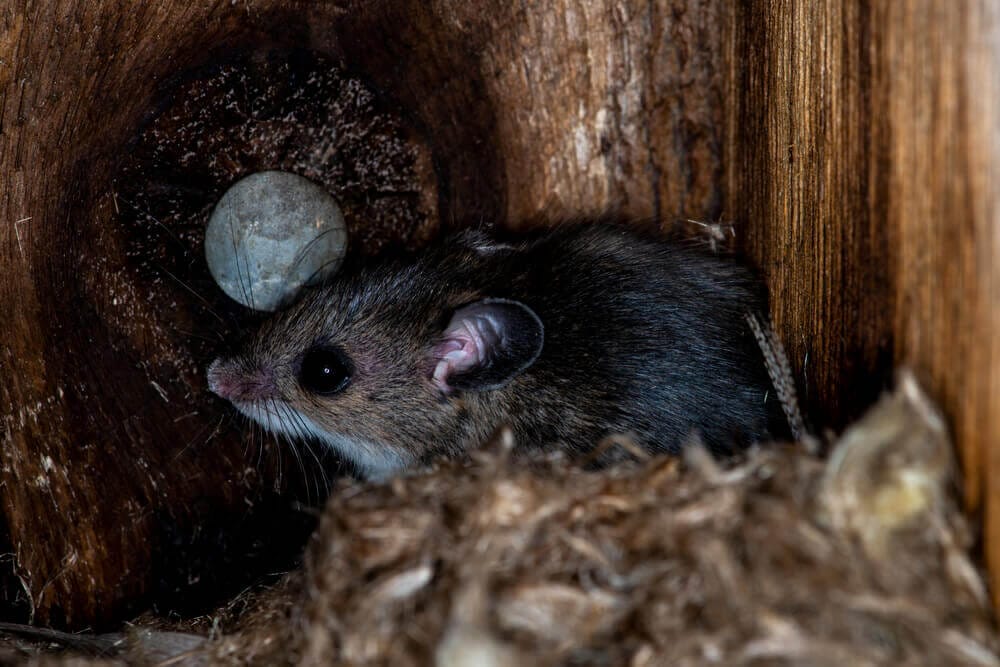 Rodent nestled in wood, showcasing expert pest control solutions by Old Bay Pest Control in Annapolis, MD, US.