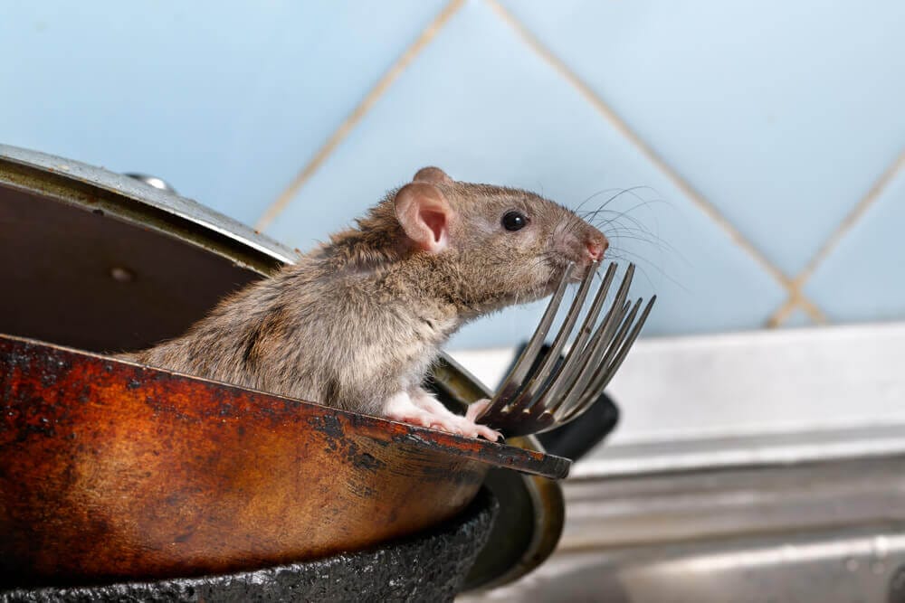 Rat in a kitchen pan, highlighting pest issues, expertly handled by Old Bay Pest Control in Annapolis, MD.