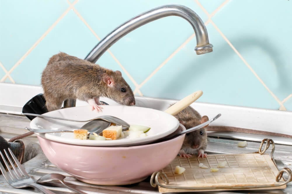 Rats in kitchen near dishes, expertly managed by Old Bay Pest Control in Annapolis, MD, US.