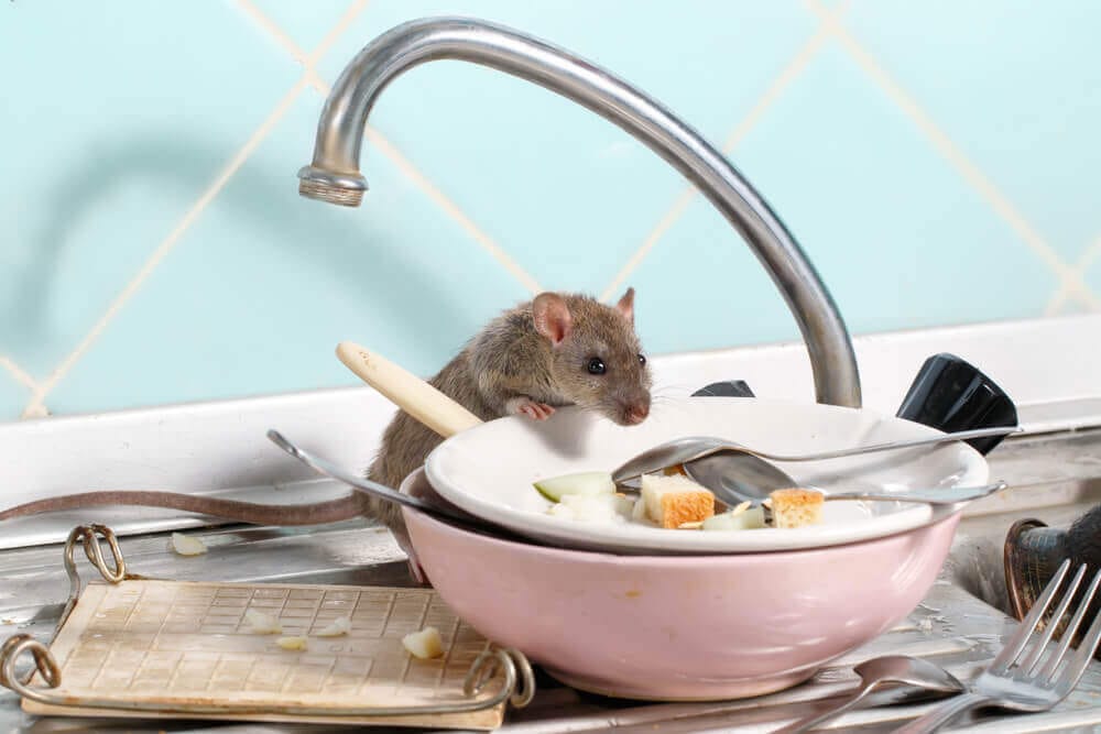 Rodent in kitchen near dishes, highlighting pest issues addressed by Old Bay Pest Control in Annapolis, MD.