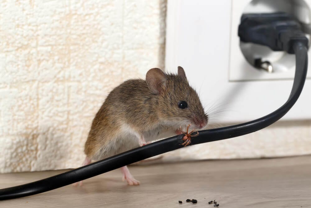 Rodent chewing cable, highlighting pest control solutions by Old Bay Pest Control in Annapolis, MD, US.