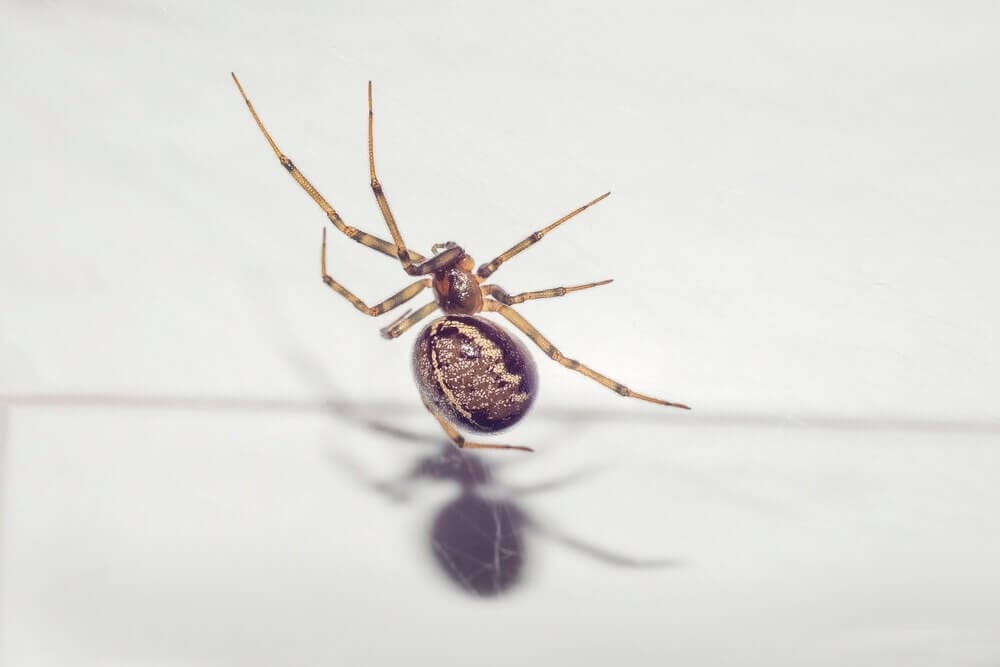 Close-up of a spider on a white surface, expertly managed by Old Bay Pest Control in Annapolis, MD, US.