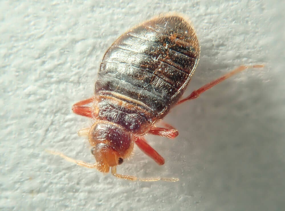 Close-up of a bed bug on a surface, pest control services by Old Bay Pest Control in Annapolis, MD, US.