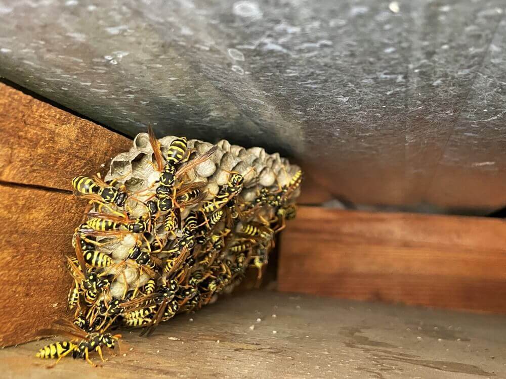 Wasp nest removal by Old Bay Pest Control in Annapolis, MD, ensuring safe and effective pest management.