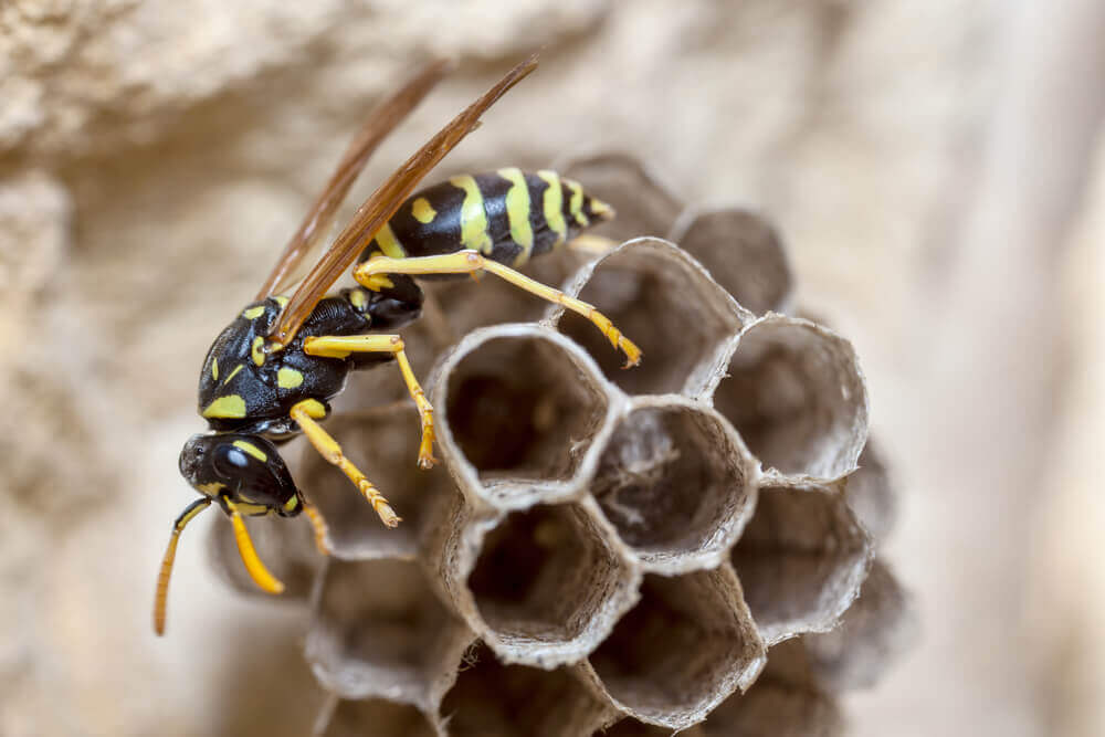 Wasp on nest, expert pest control by Old Bay Pest Control in Annapolis, MD, US, ensuring safe environments.