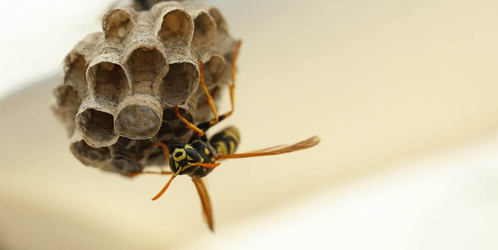 Wasp nest removal services by Old Bay Pest Control in Annapolis, MD, US, providing expert pest control solutions.