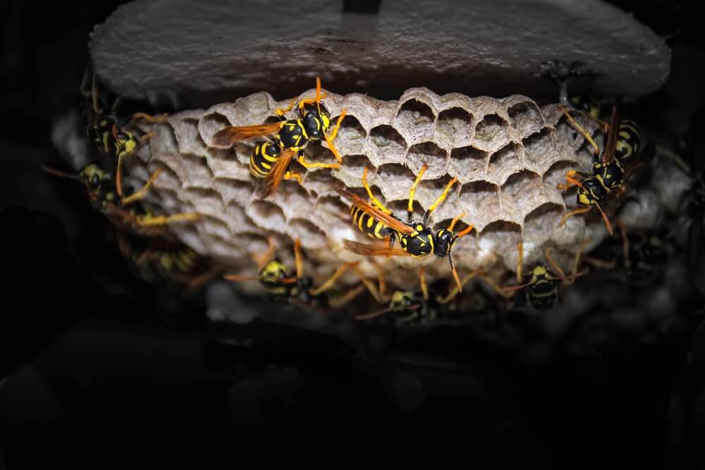 Wasp nest management by Old Bay Pest Control, Annapolis, MD. Effective wasp control services available.