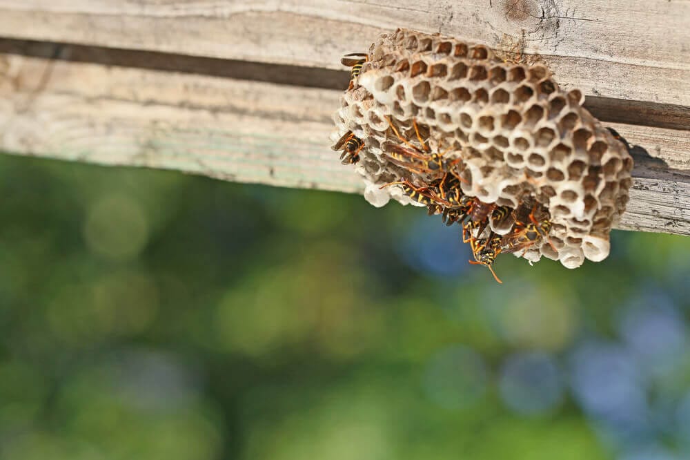 Wasp nest on wooden beam, expert removal by Old Bay Pest Control in Annapolis, MD, US.