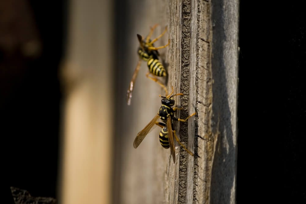 Wasps on wood surface, expertly managed by Old Bay Pest Control in Annapolis, MD, US.