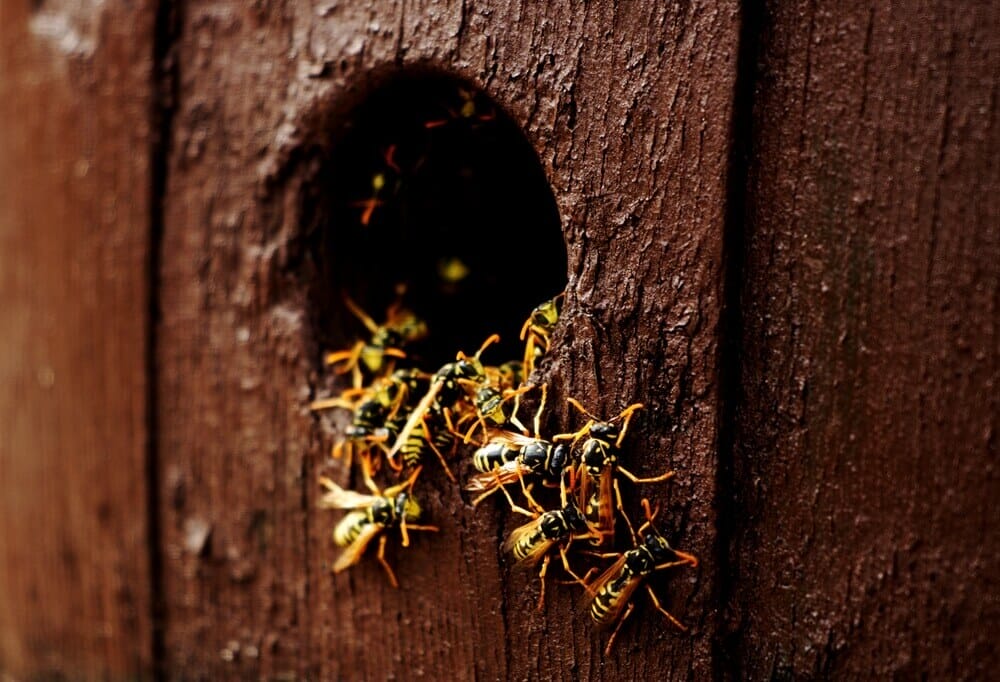 Wasps entering a wooden nest, expertly managed by Old Bay Pest Control in Annapolis, MD.
