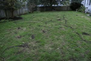 Mole and vole lawn damage in an Anne Arundel County yard